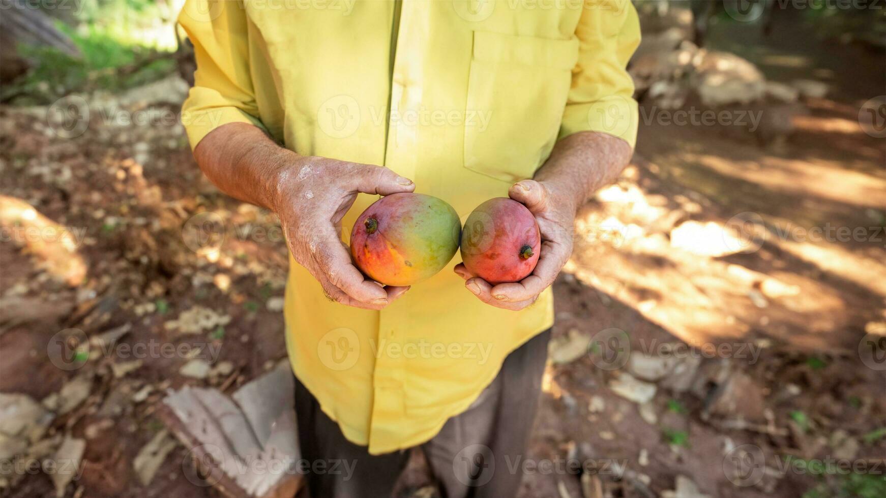 granjero participación dos mango frutas foto