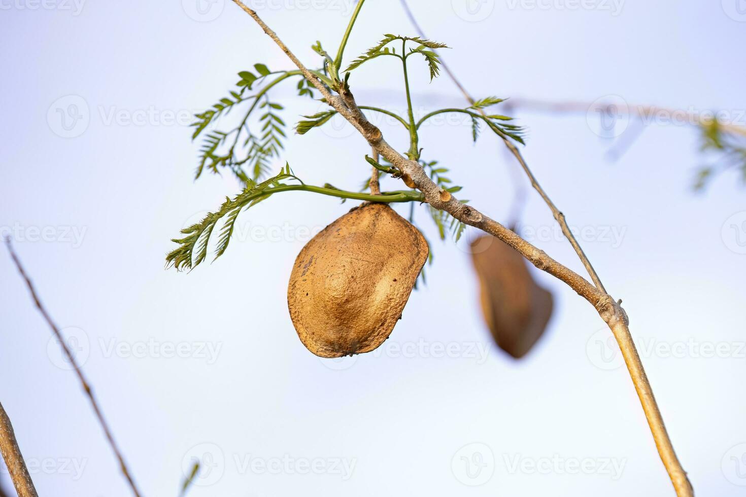 Blue Jacaranda Tree Fruits photo