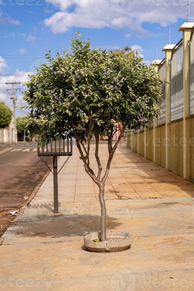 sur americano planta llamado Oiti foto