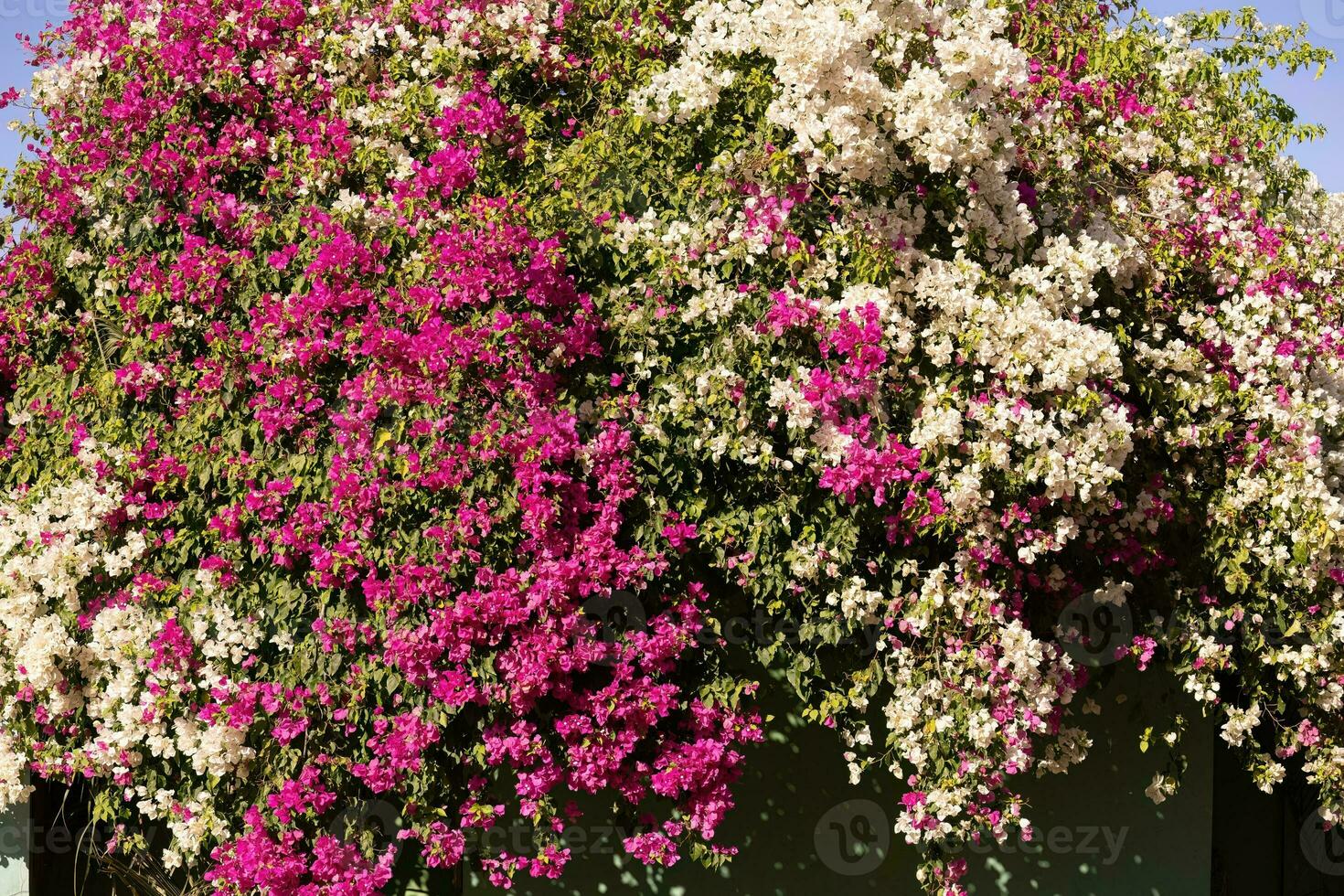 ornamental plant flowers photo