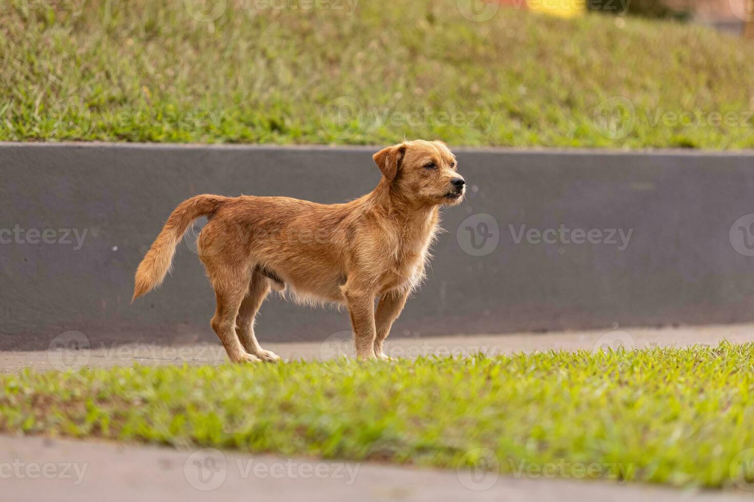animal mammal canine stray dog walking photo
