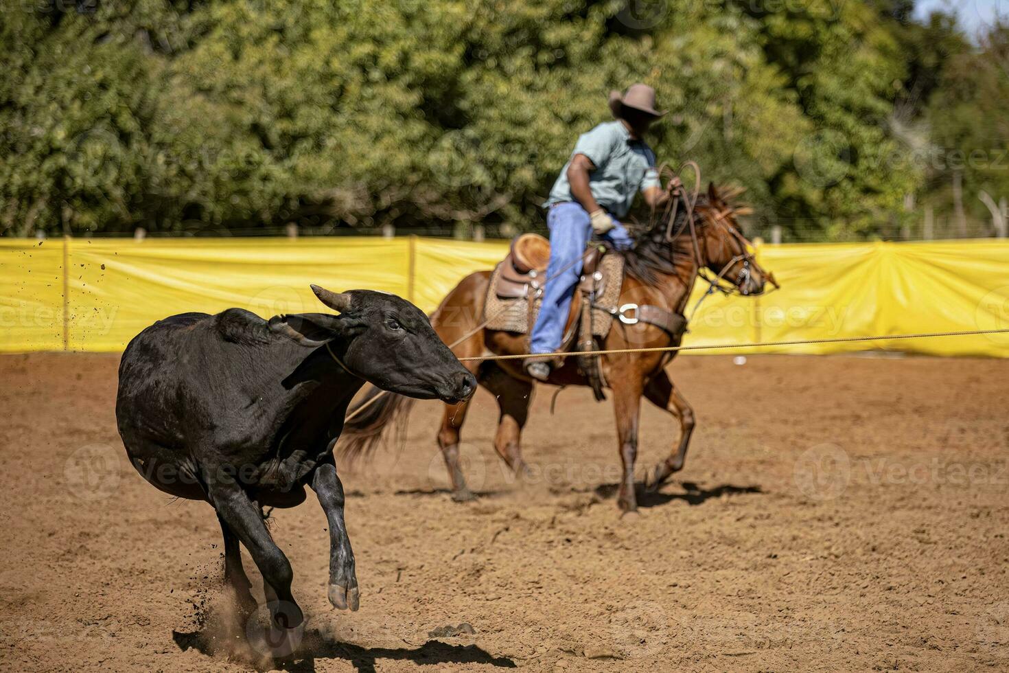 cow roping in equestrian sport of team roping photo