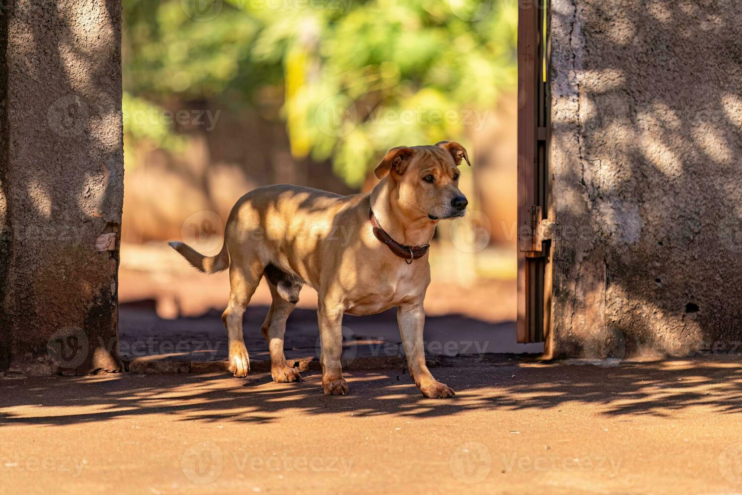dog on sidewalk in front of a gate photo