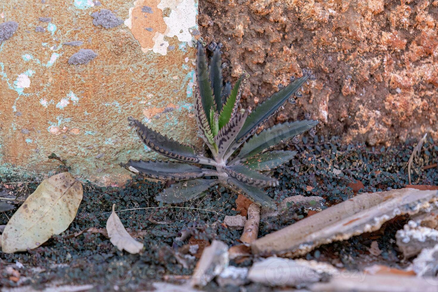 Small Alligator Plant photo