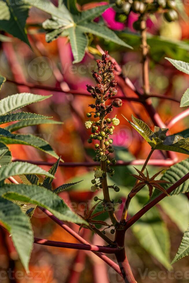 Green Castor Bean Plant photo