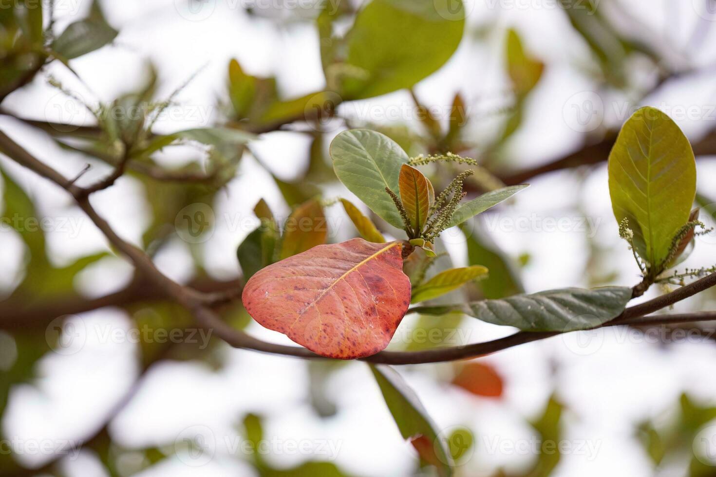 Sea Almond Tree photo