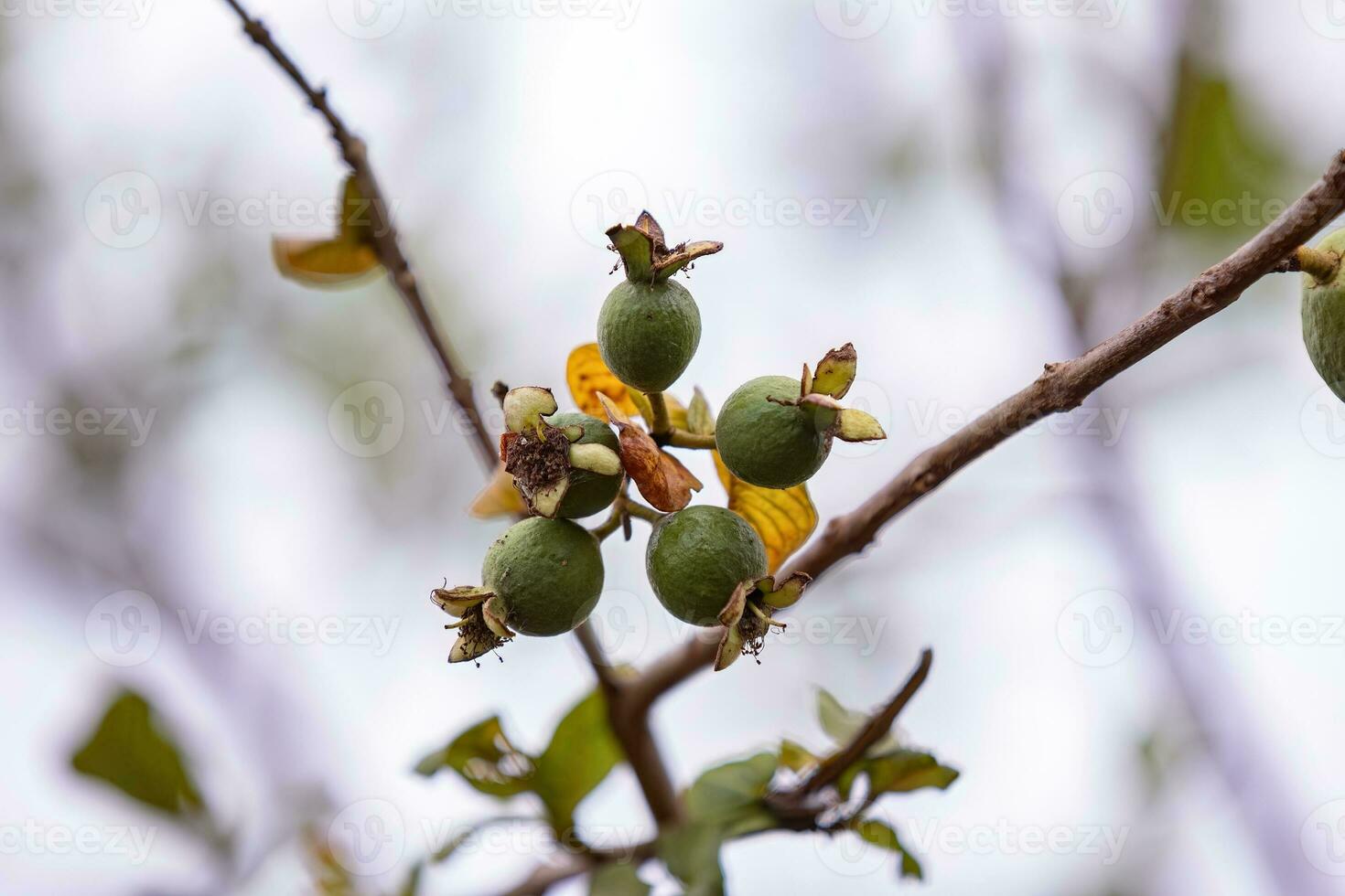 Small Guavas Fruit photo