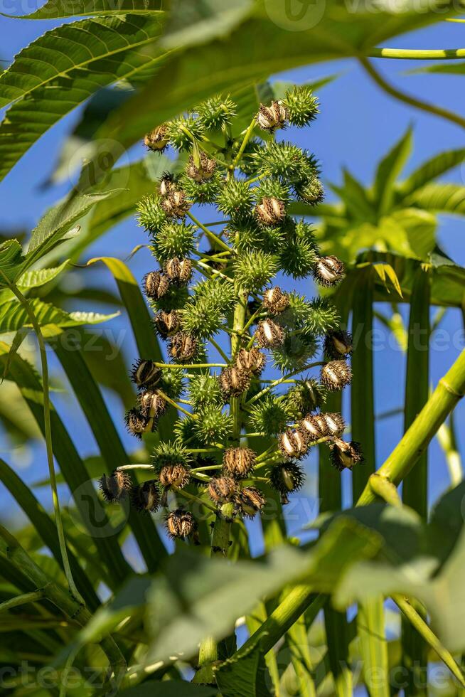 Green Castor Bean Plant photo