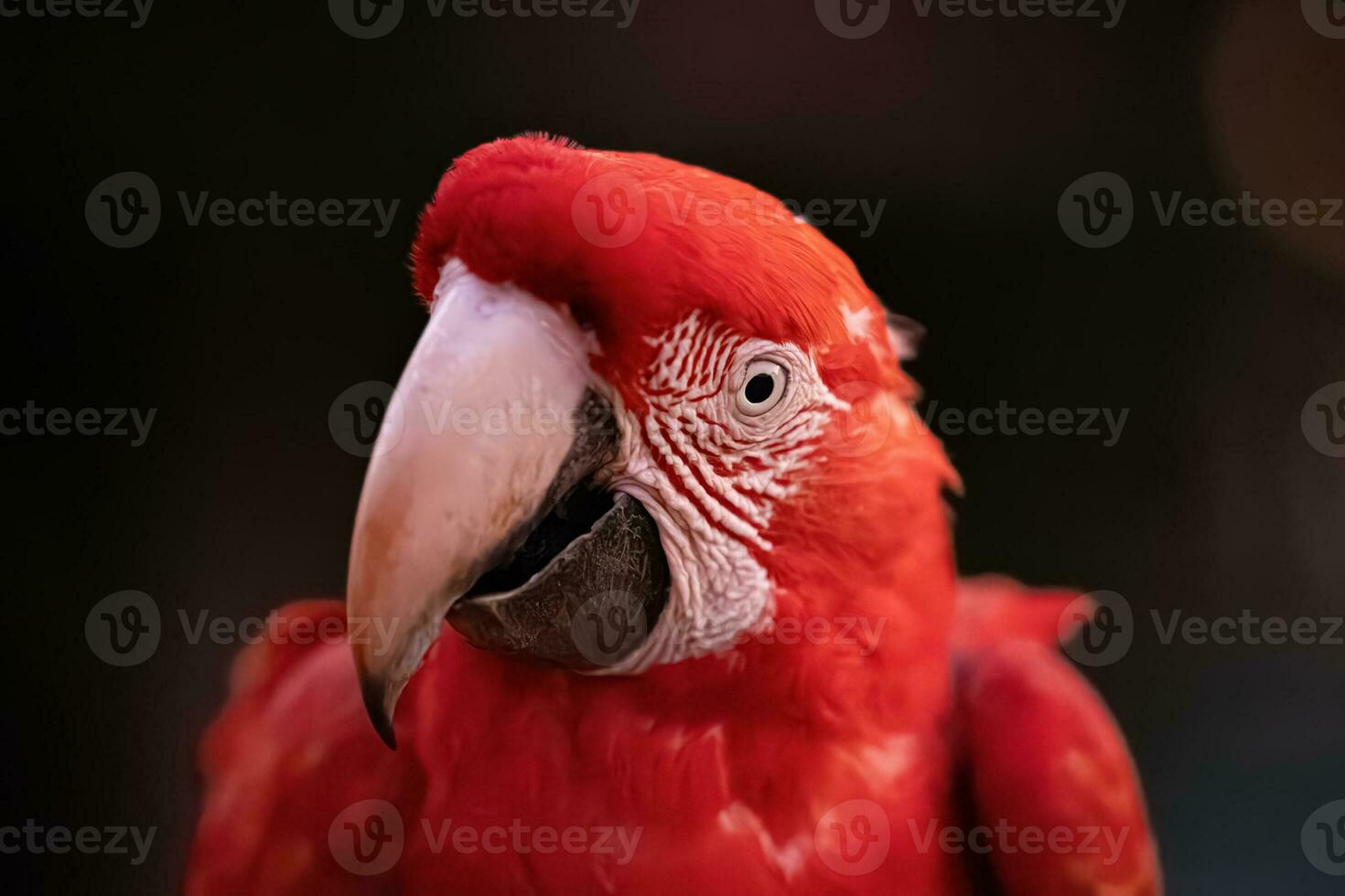Adult Red and green Macaw photo