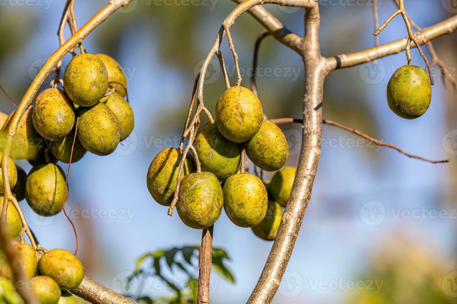 Mombins Tree Fruit photo