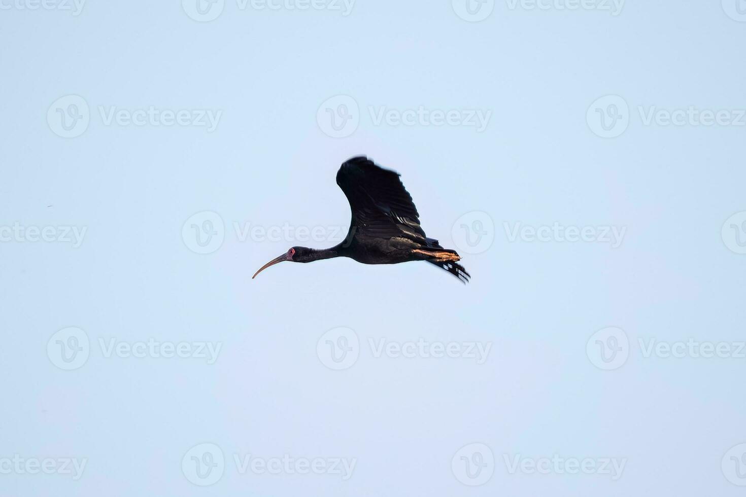 Animal Bare faced Ibis in fly photo