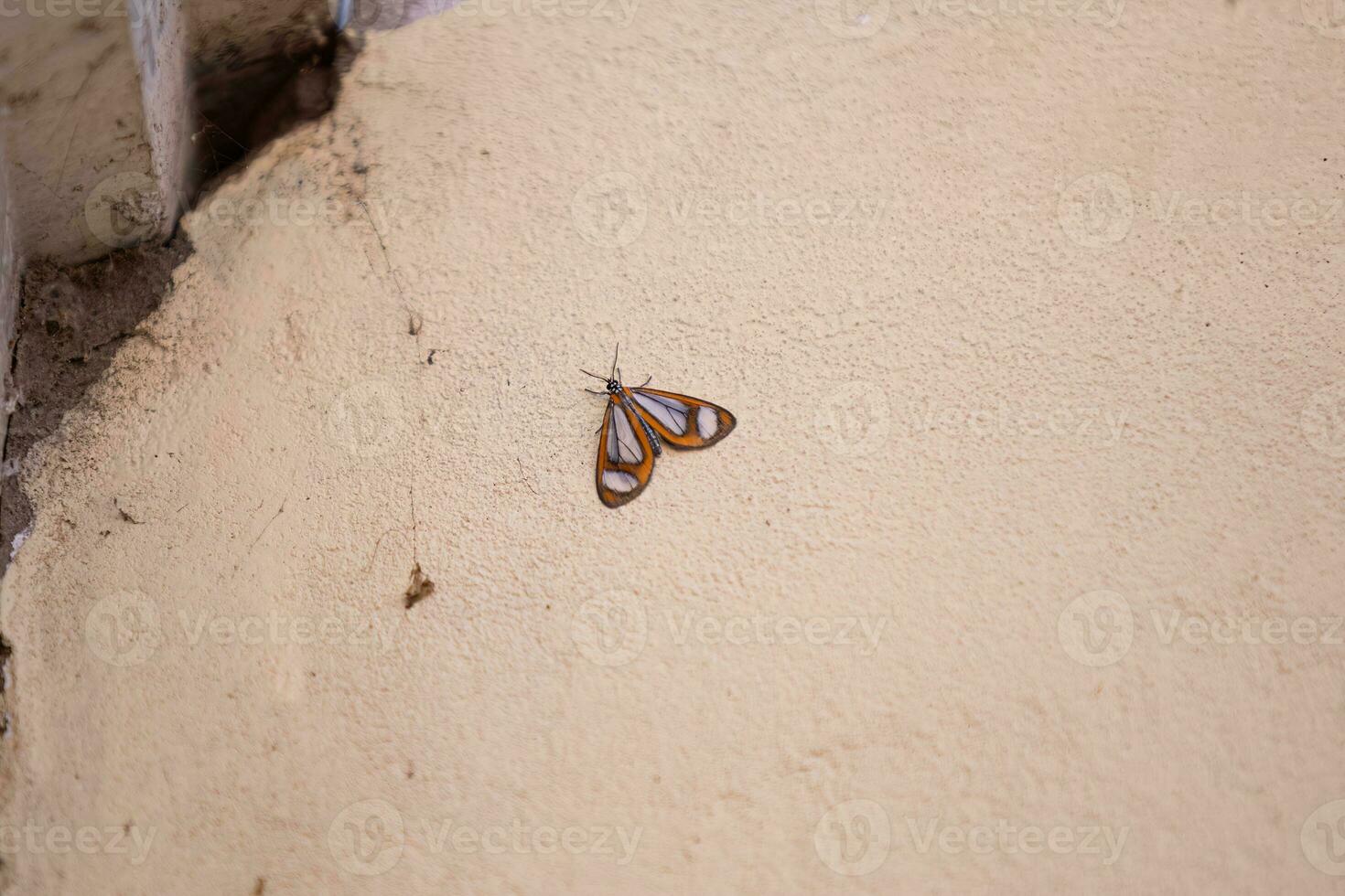 Small Tiger Moth Insect photo