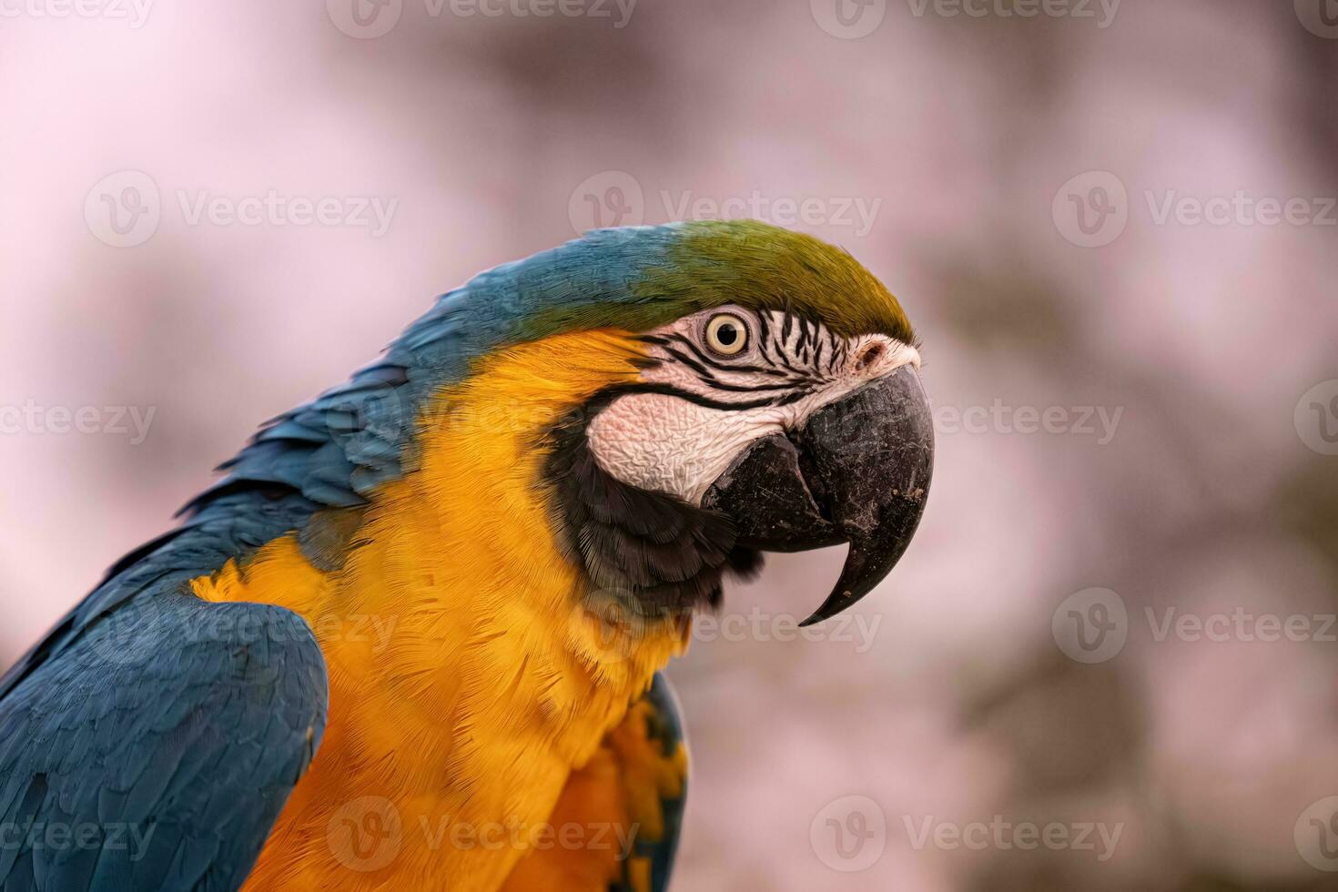 Adult Blue-and-yellow Macaw photo