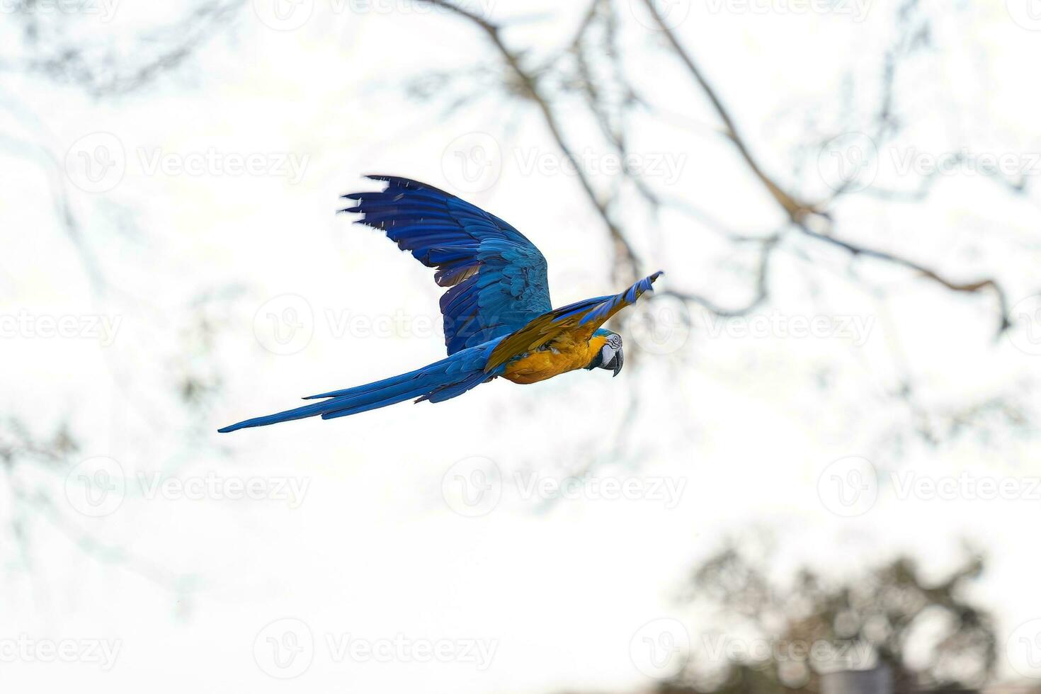 Adult Blue-and-yellow Macaw photo