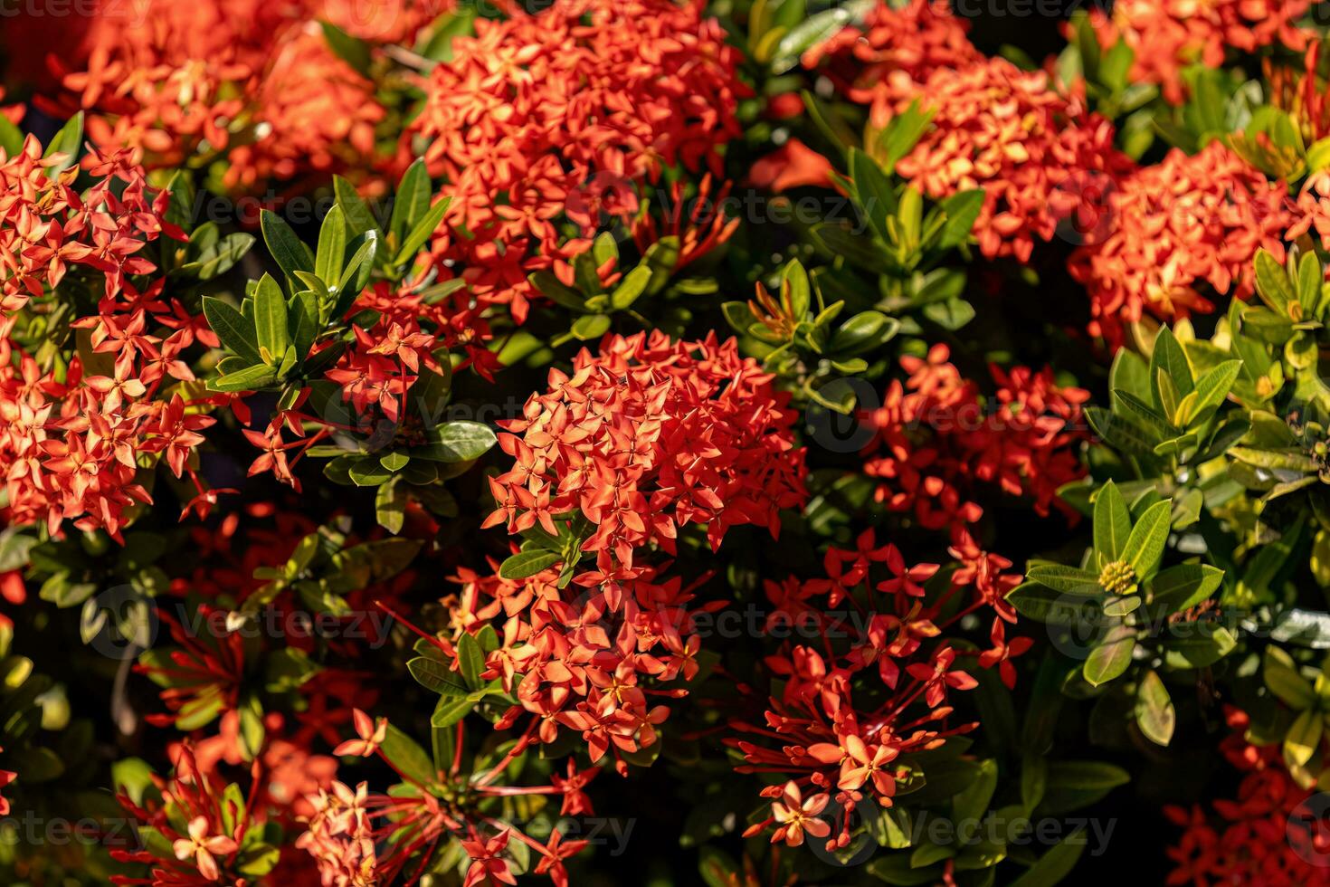 Red Jungle Flame Plant Flower photo