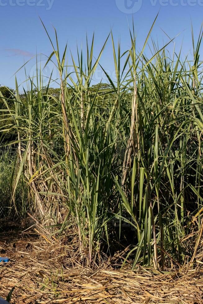 cerca arriba Caña de azúcar plantas foto