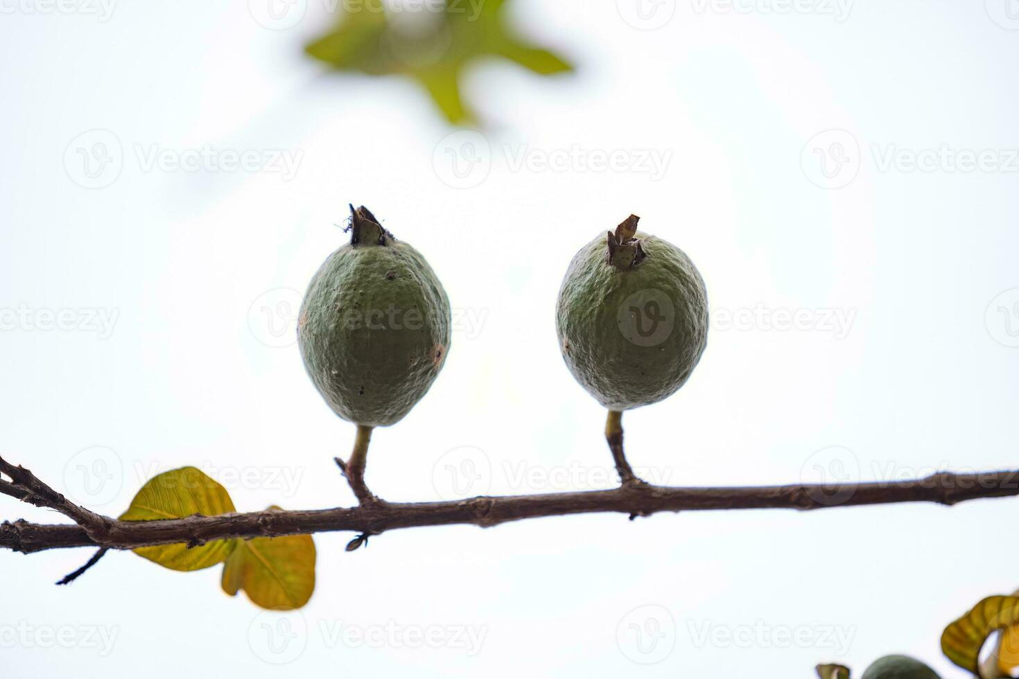 fruta de guayaba pequeña foto