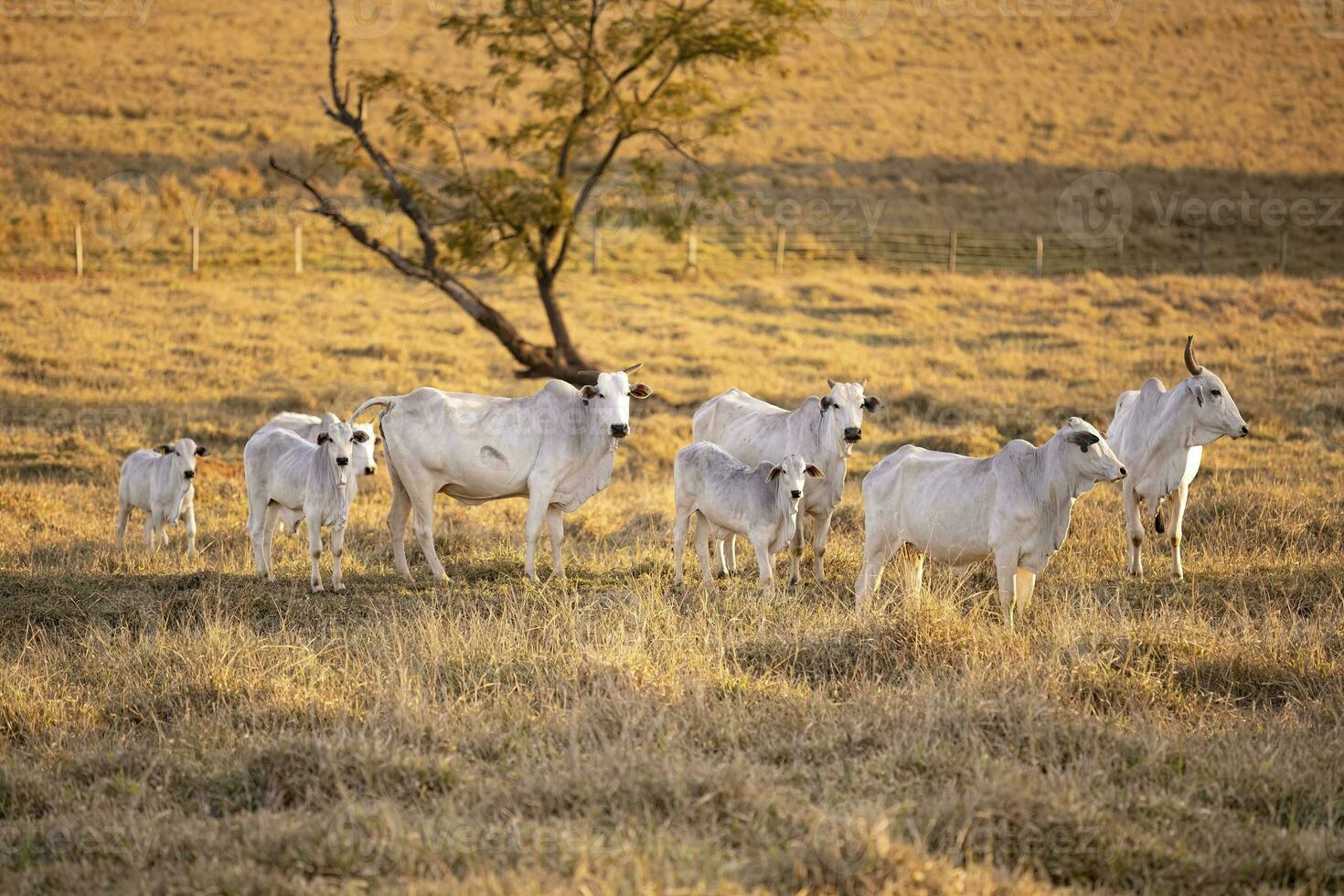 nelore cattle on dry pasture photo