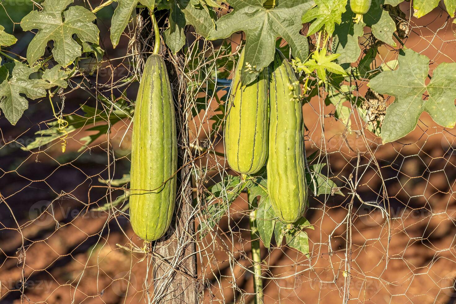 Sponge Gourd Plant Fruit 29939665 Stock Photo at Vecteezy