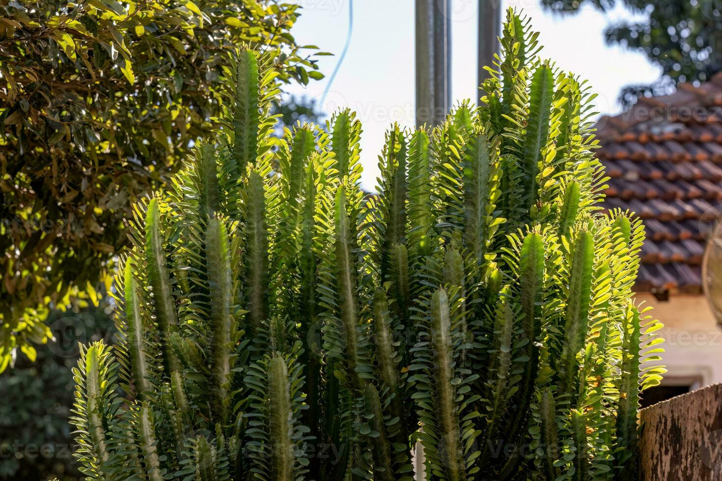 African Milk Weed Plant photo