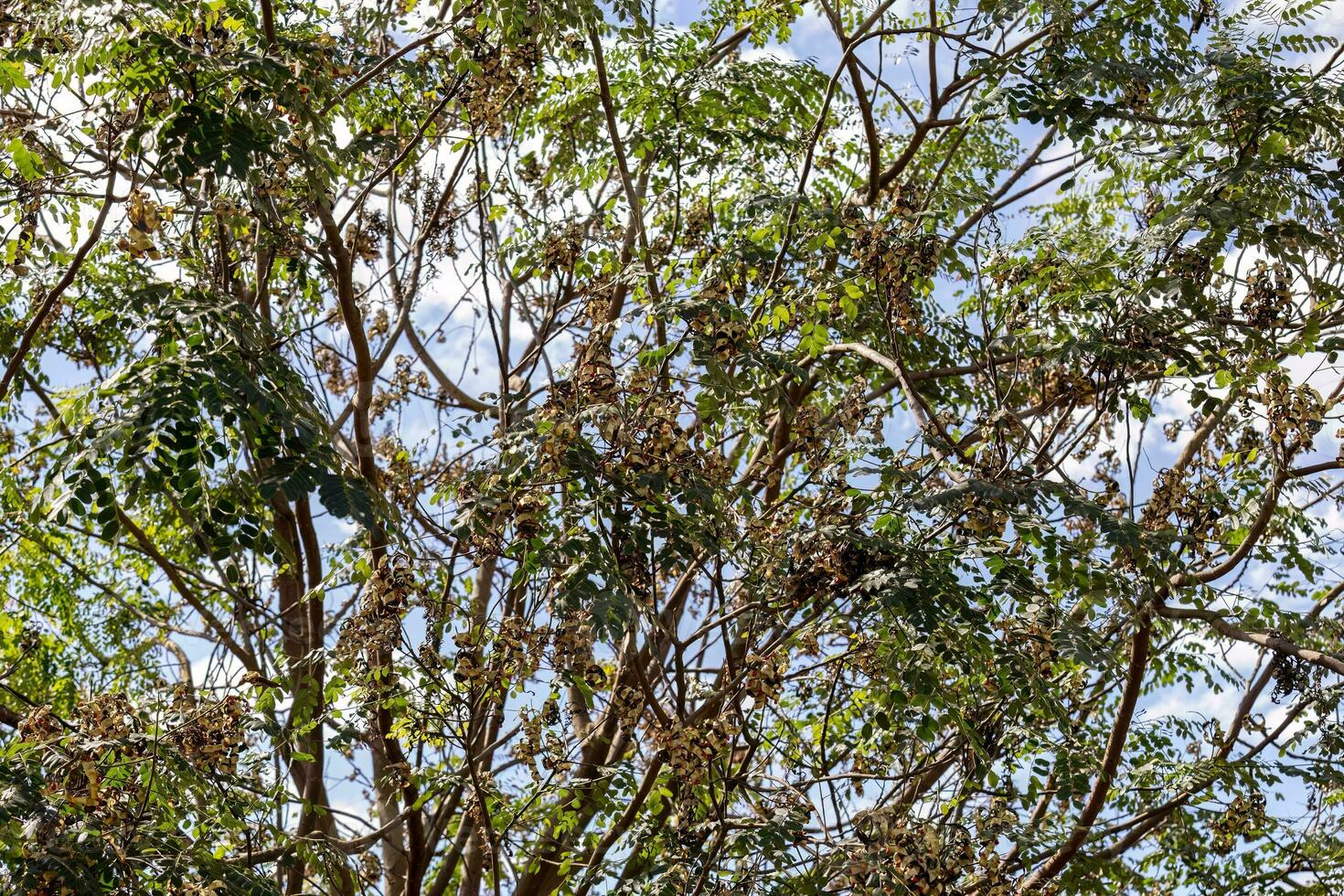 Saga Tree Seeds photo