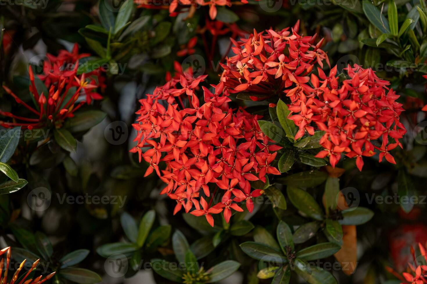 Red Jungle Flame Plant Flower photo