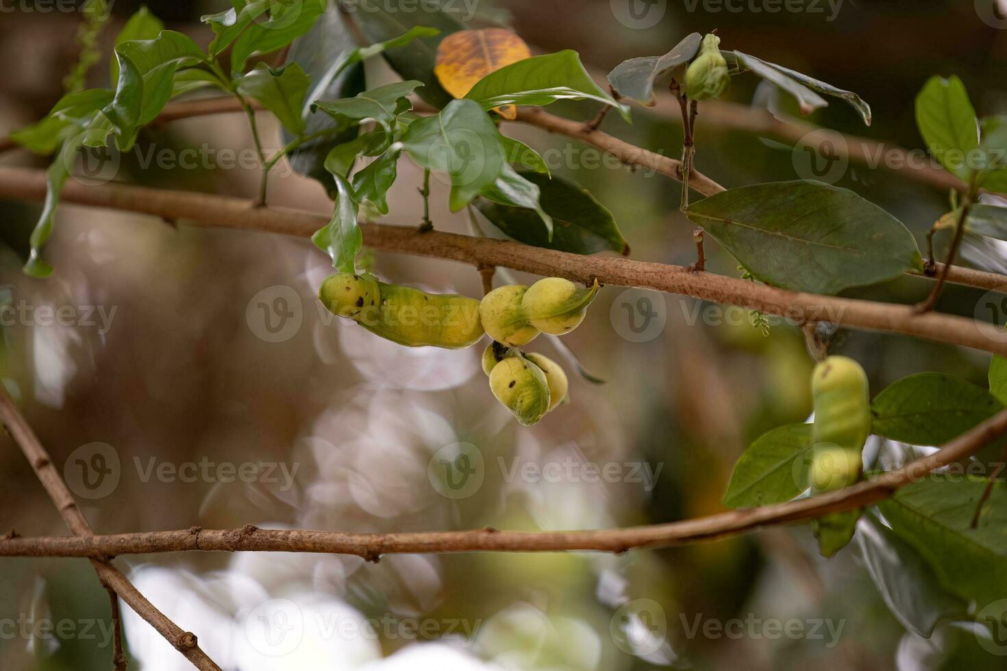 frutas de el árbol llamado inga foto