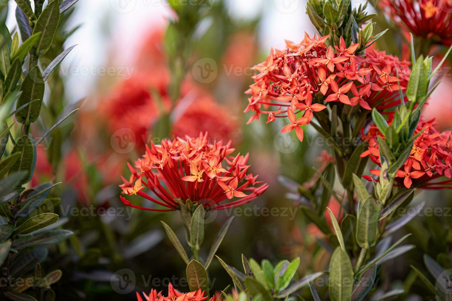 Red Jungle Flame Plant Flower photo