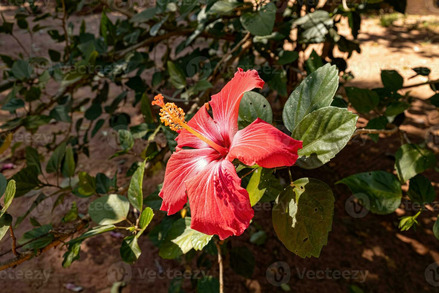 Red Hibiscuses Flower photo