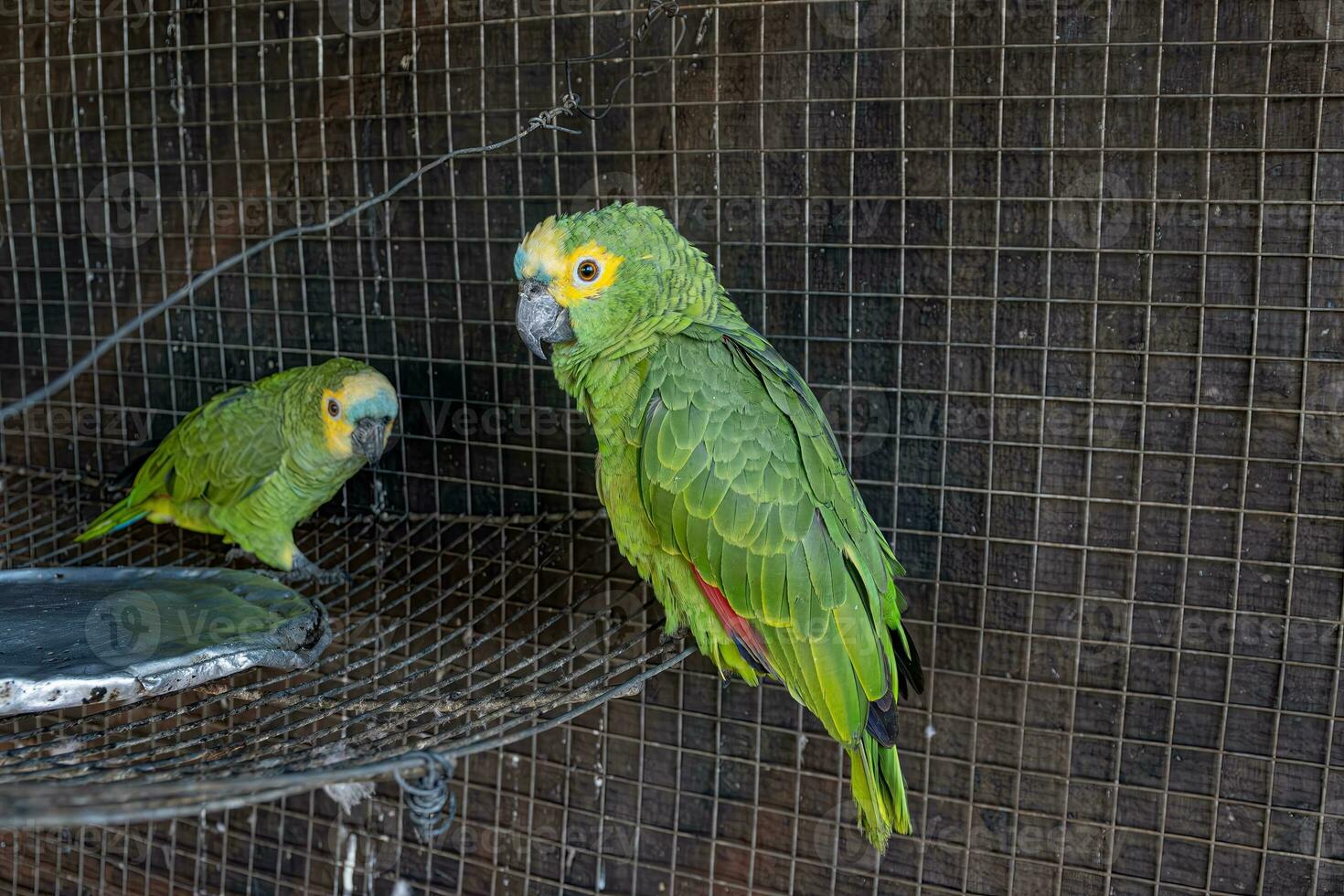 Turquoise fronted Parrot rescued recovering for free reintroduction photo