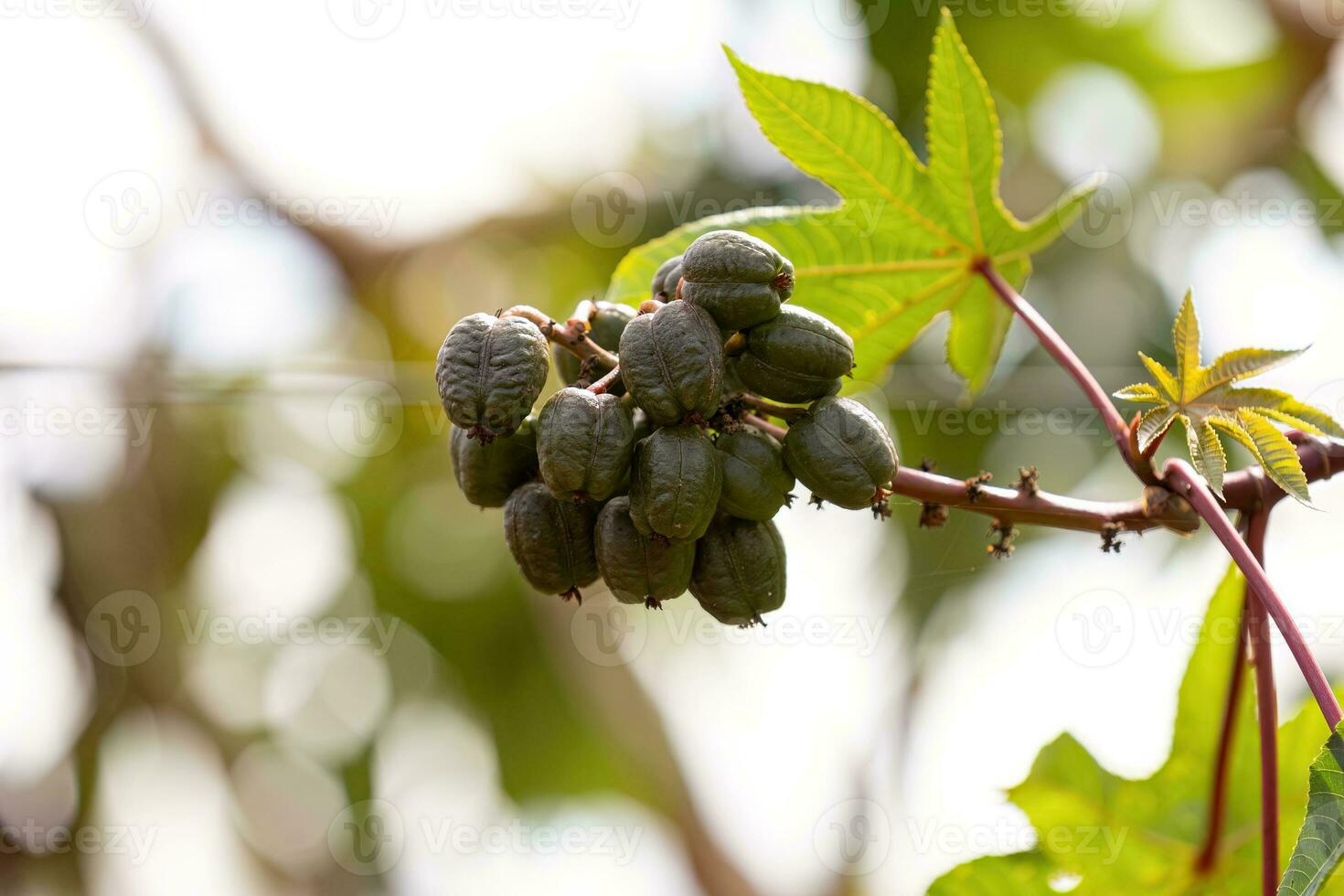 Green Castor Bean Plant photo