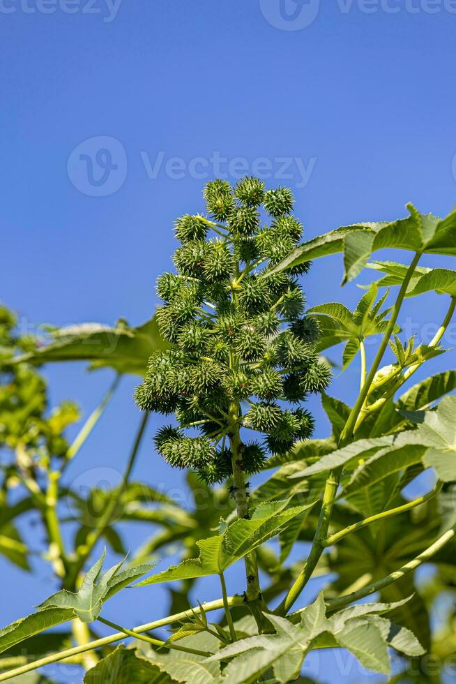 planta de ricino verde foto