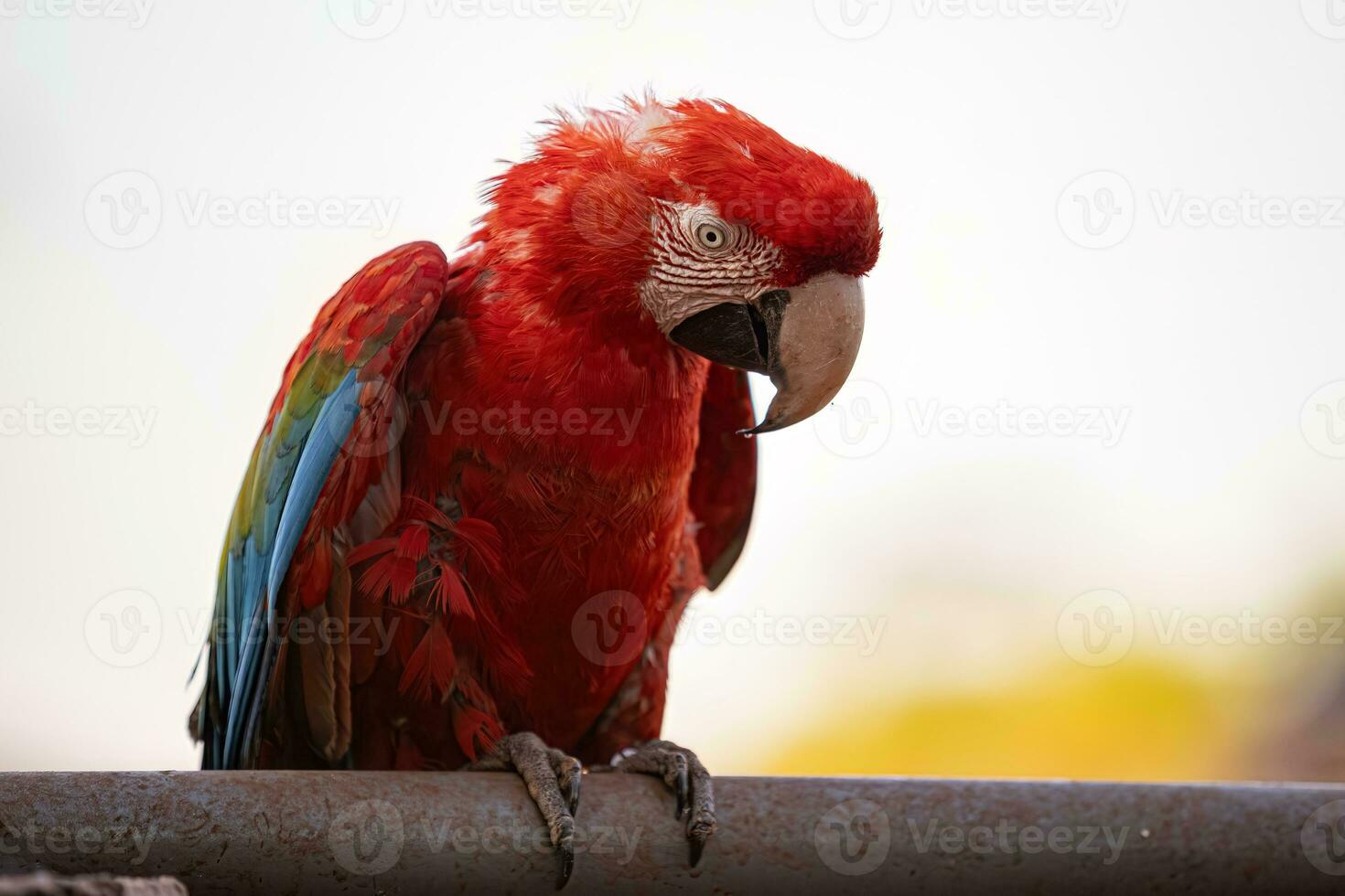 Adult Red and green Macaw photo