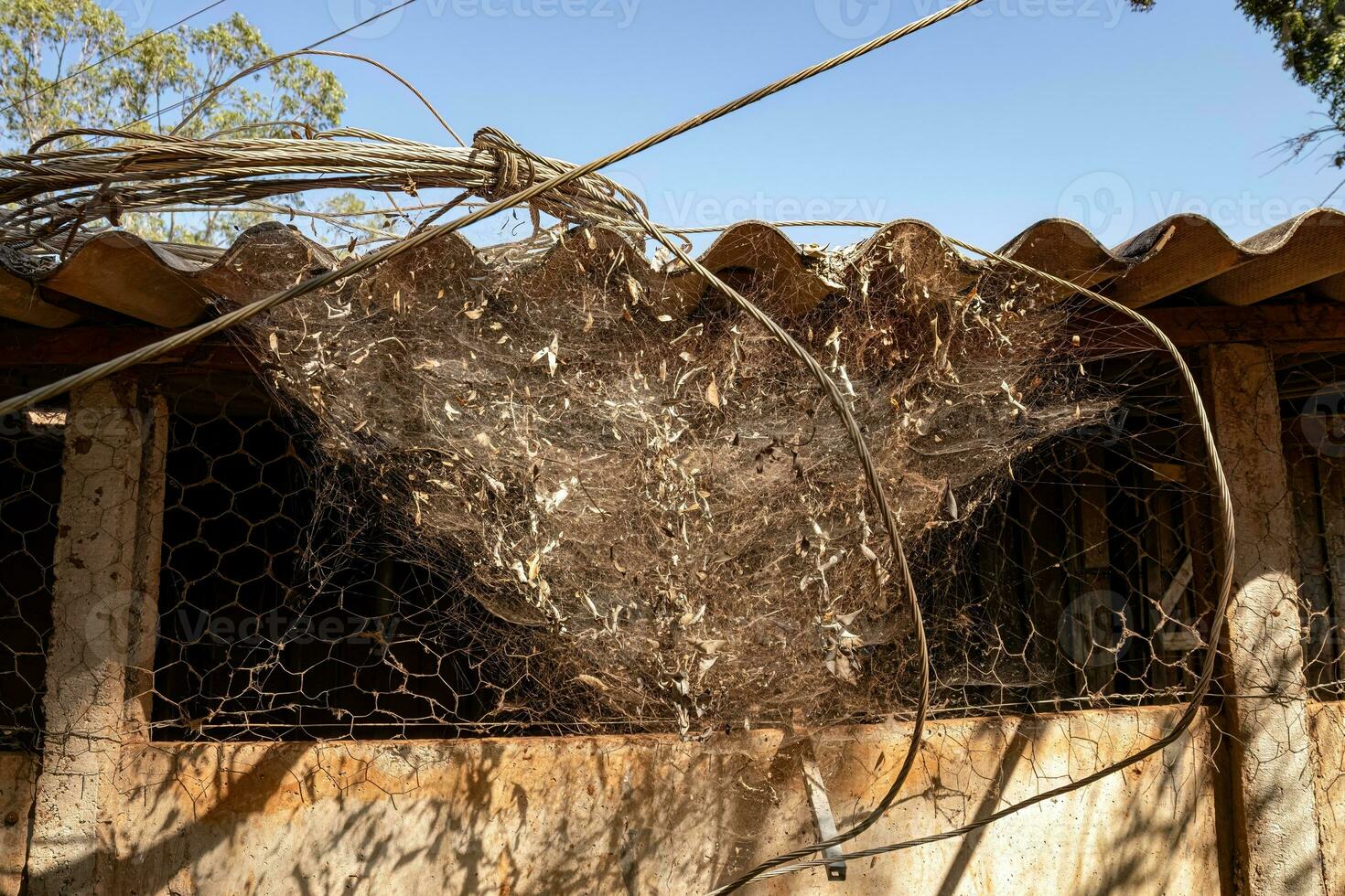 large spider web with dirt photo