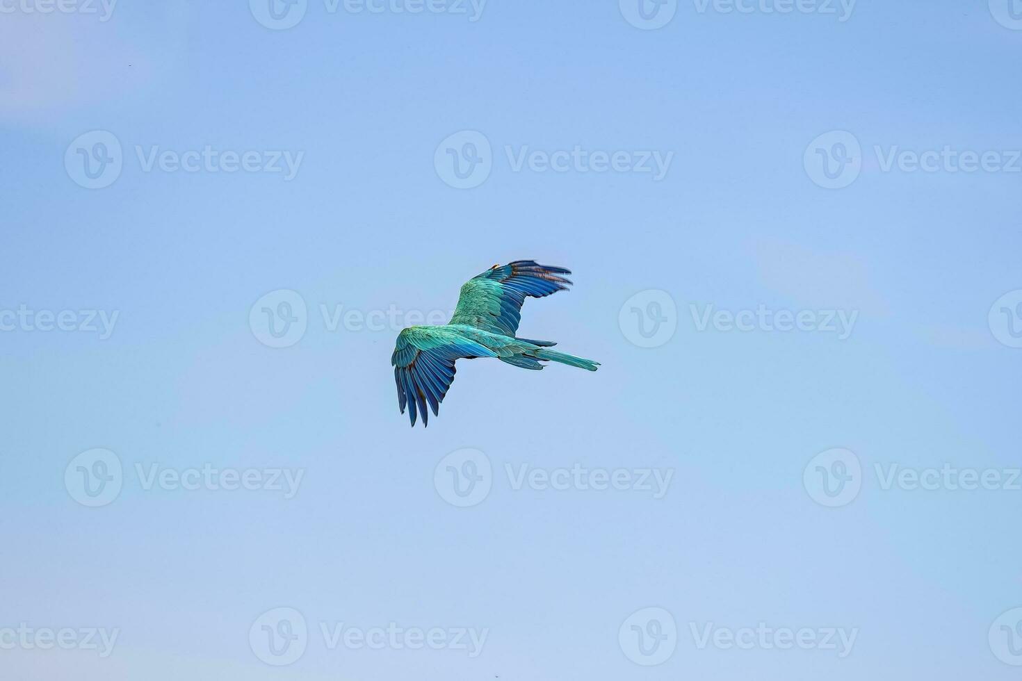 Adult Blue-and-yellow Macaw photo