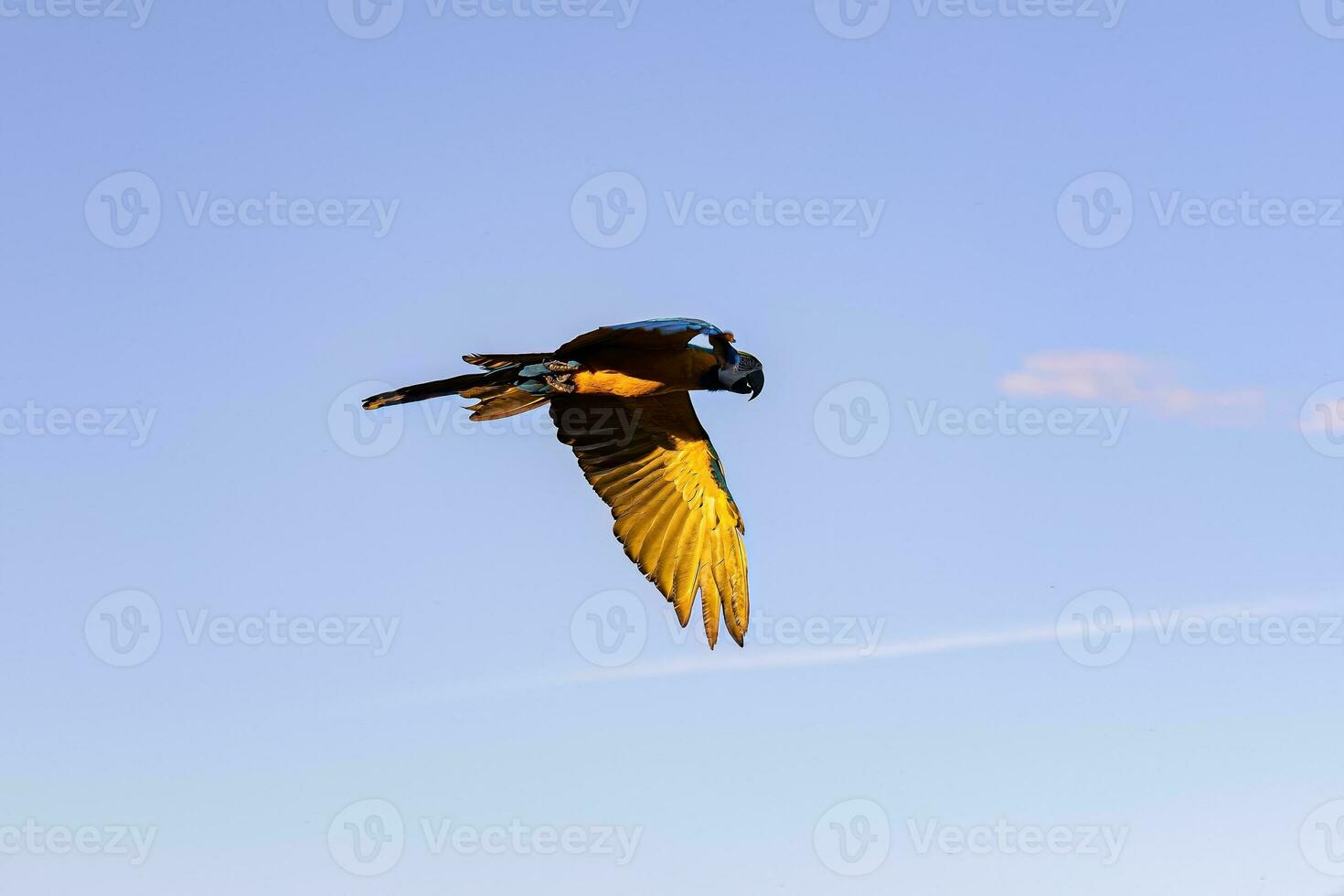 Adult Blue-and-yellow Macaw photo