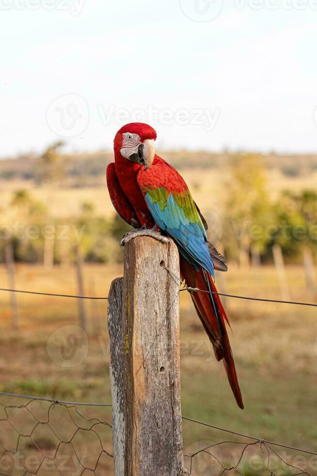 adulto rojo y verde guacamayo foto