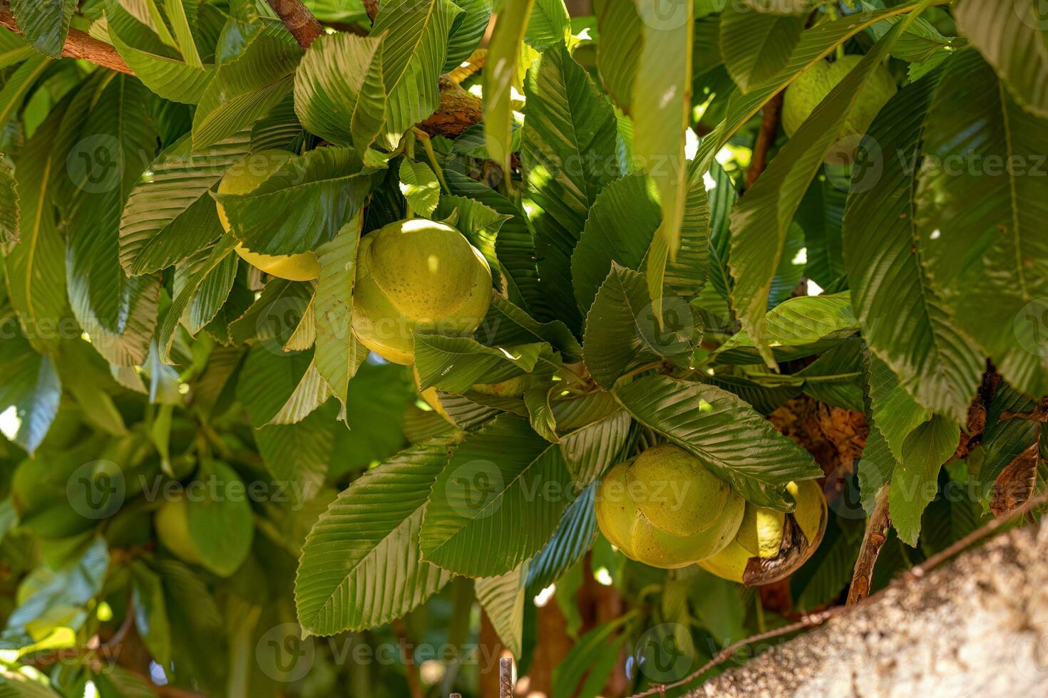 Elephant Apple Fruit Tree photo