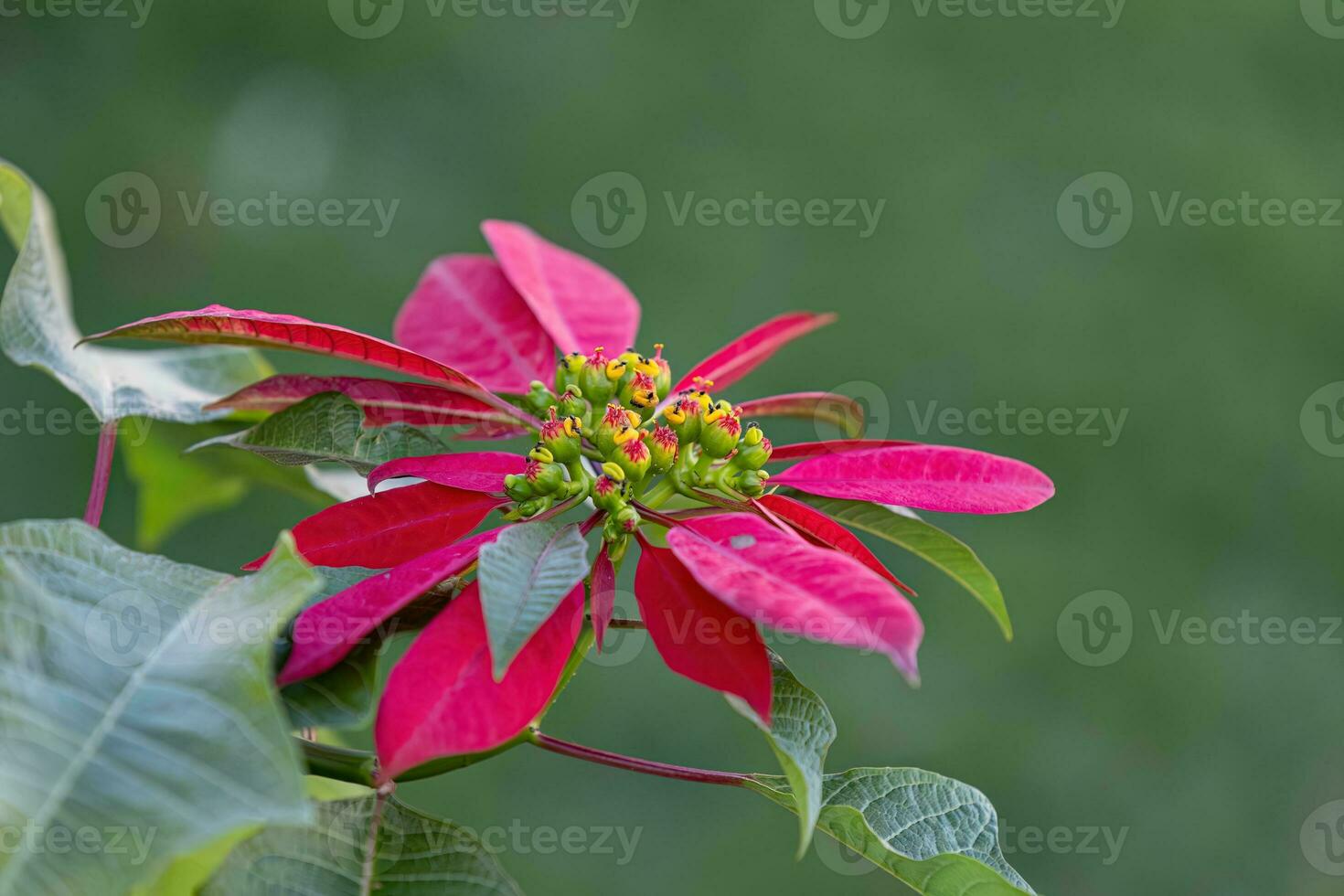 flor de pascua floración planta foto