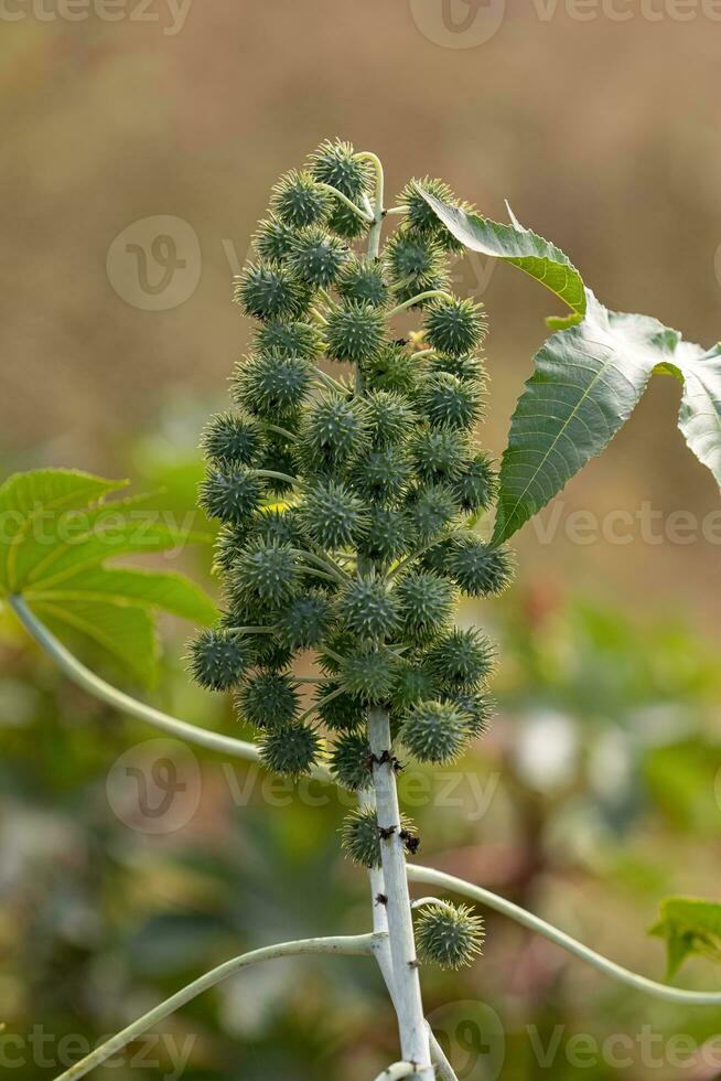 Green Castor Bean Plant photo