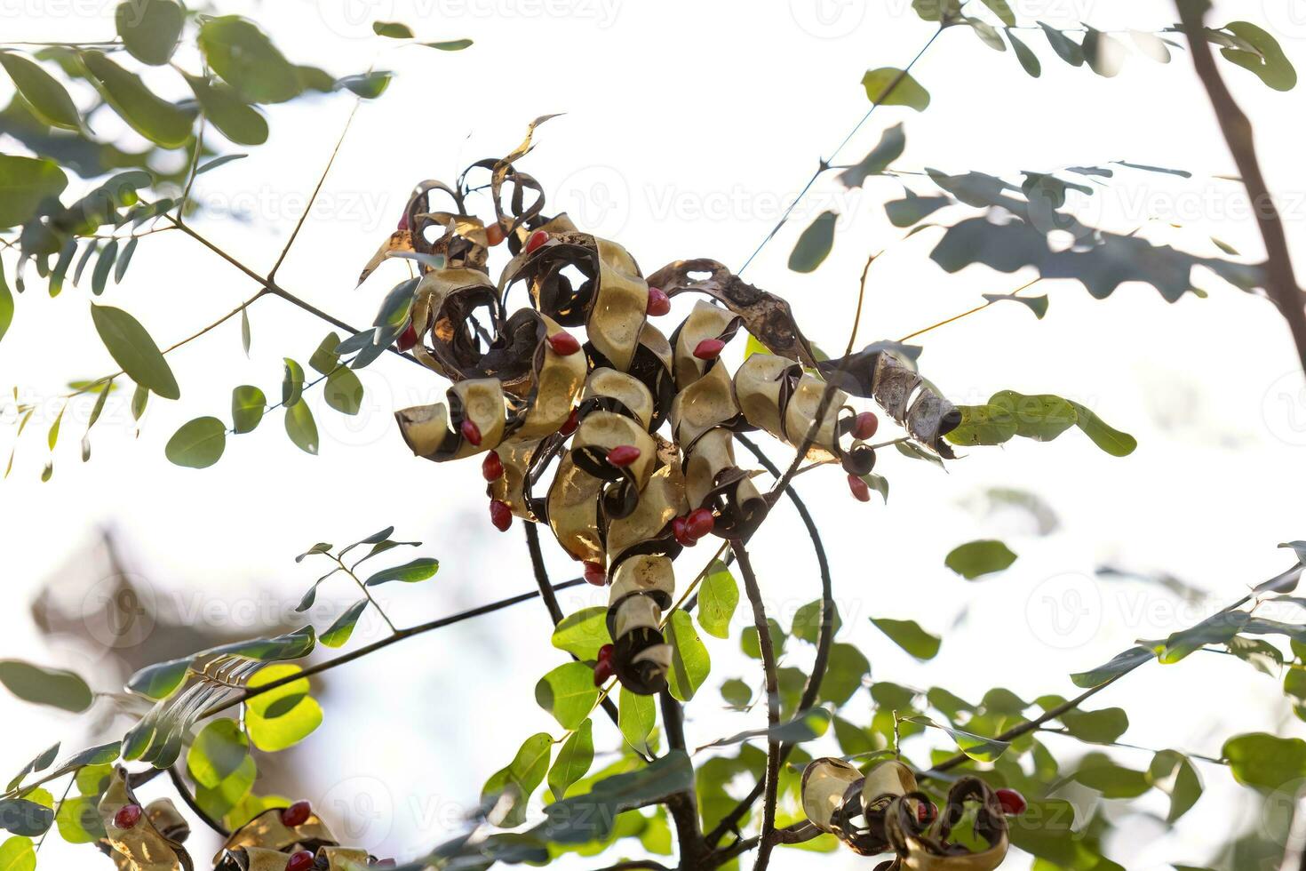 Saga Tree Seeds photo