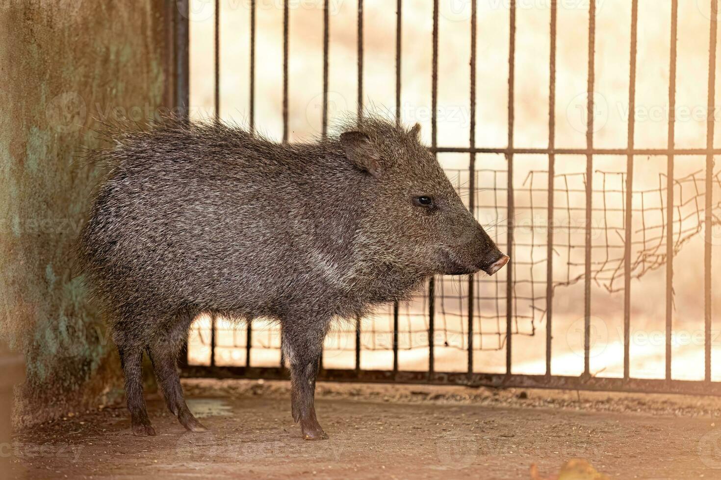 Animal Collared Peccary photo