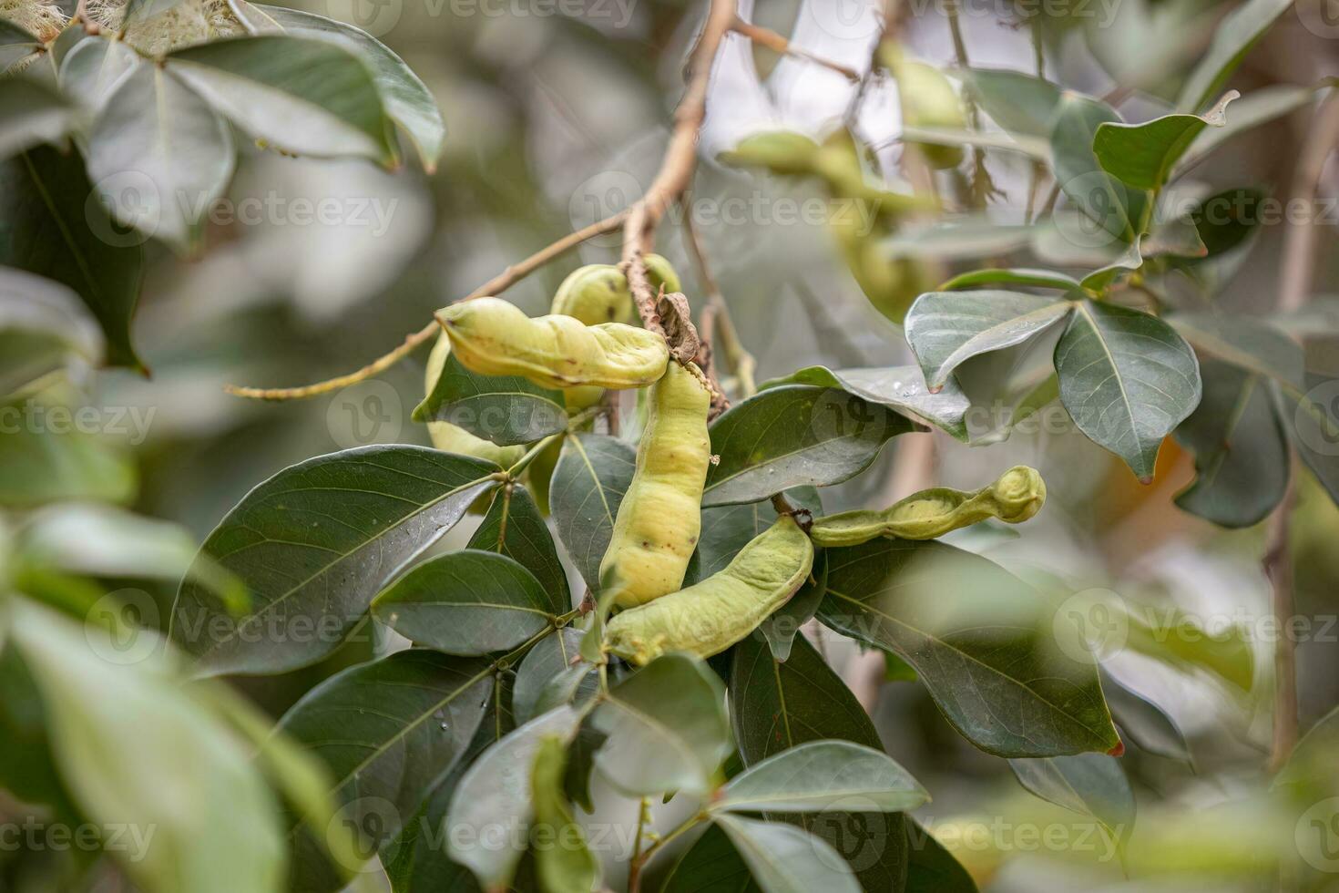 fruits of the tree called inga photo