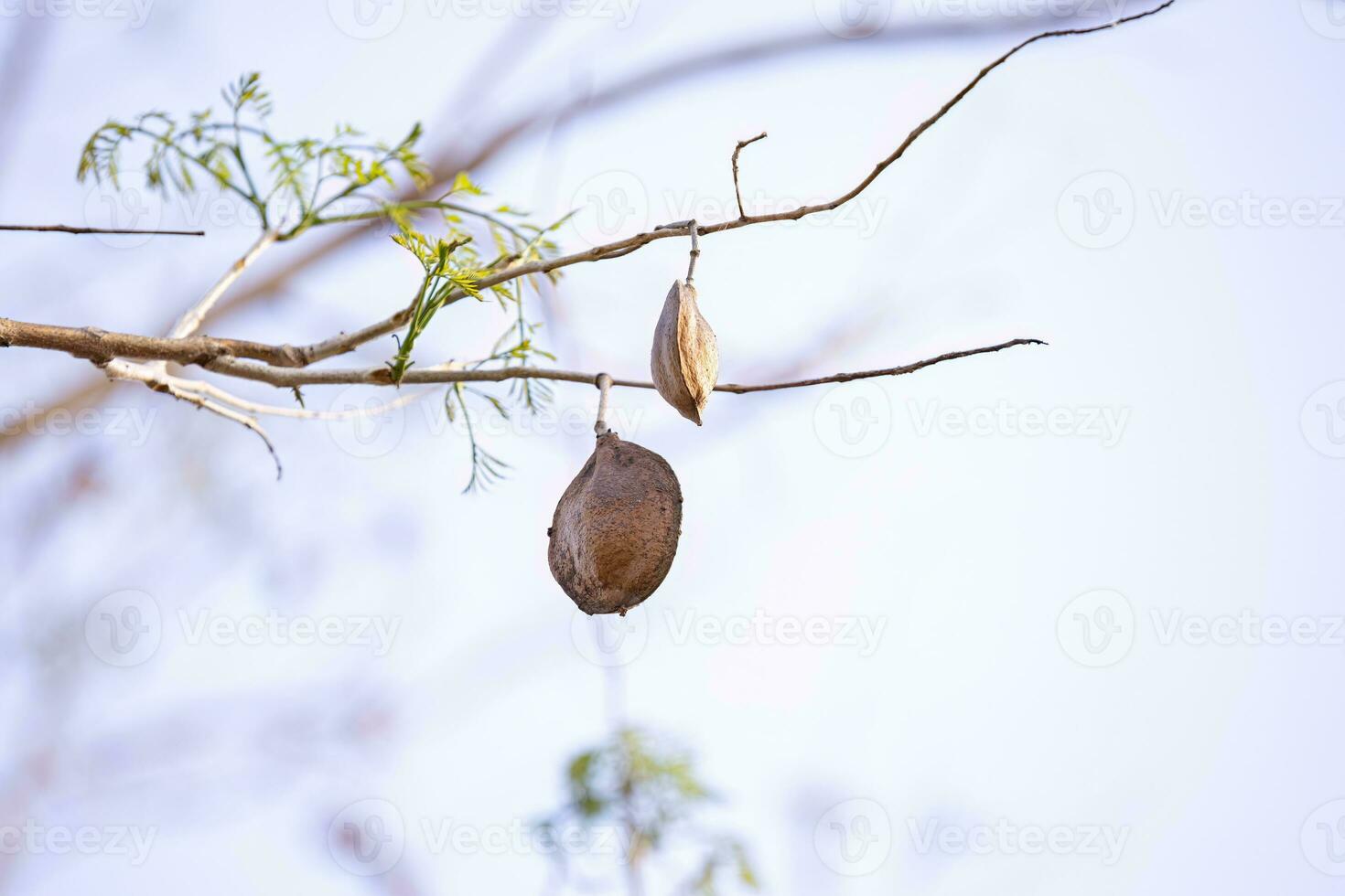 Blue Jacaranda Tree Fruits photo