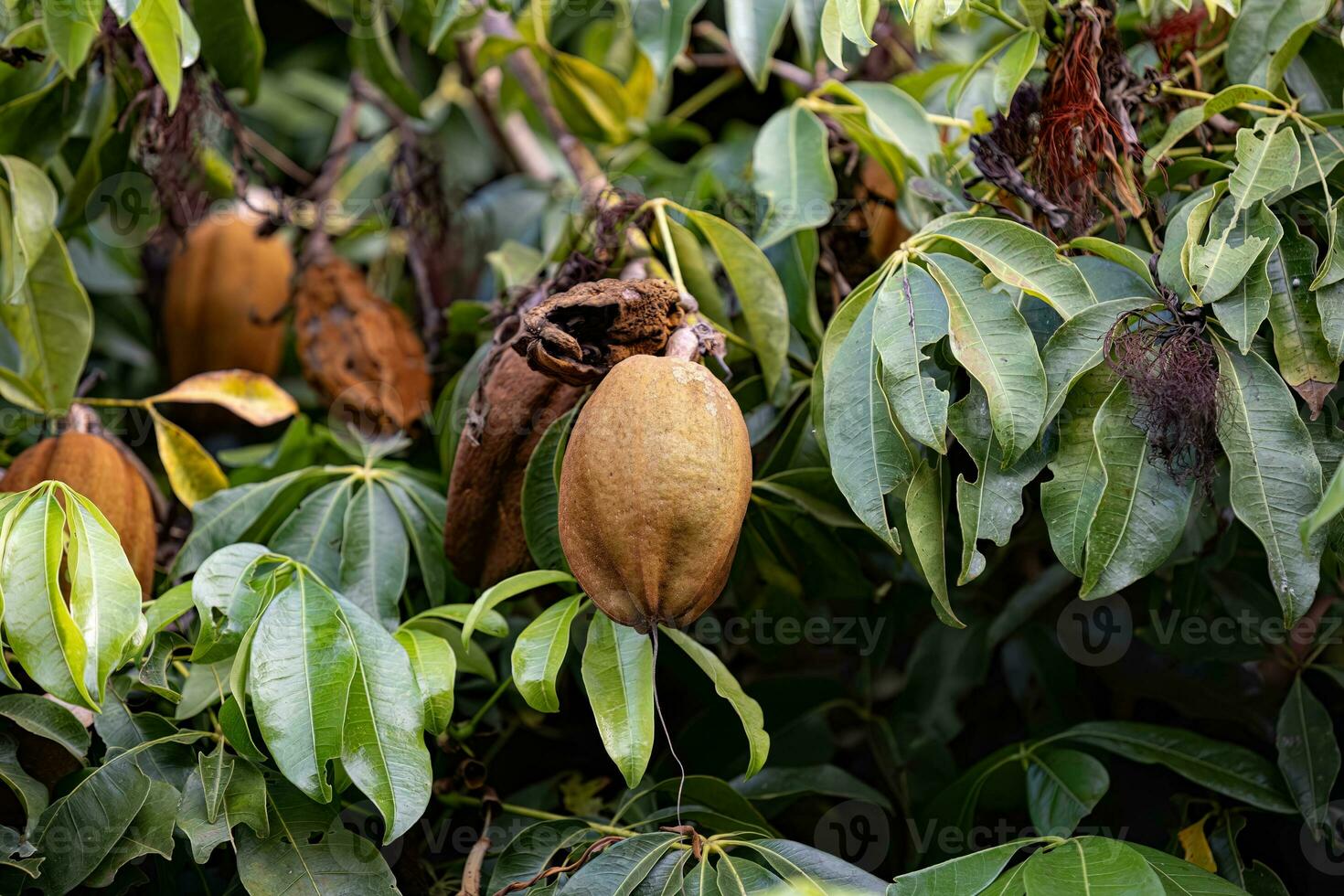 Brazilian Provision Tree Fruit photo