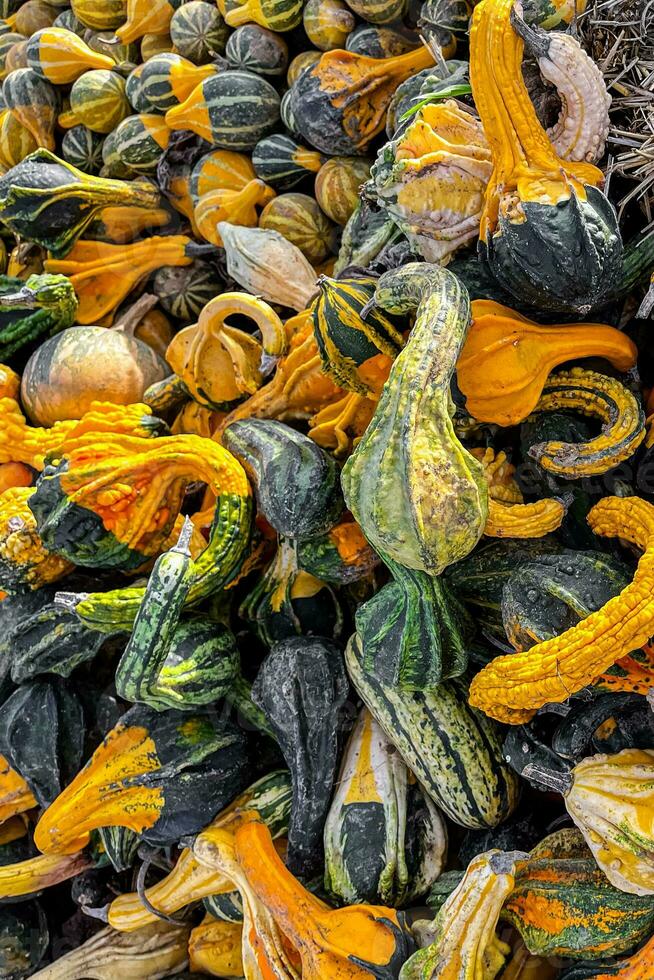 pumpkin varieties harvest different types and of pumpkin fresh food outdoor copy space food background rustic top view photo