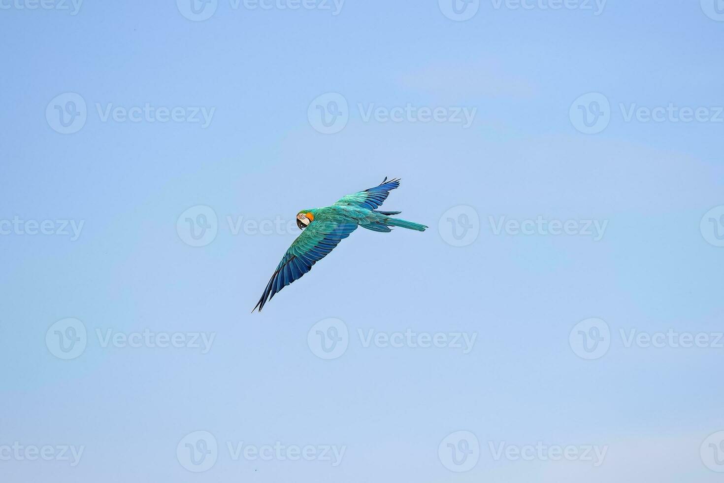 Adult Blue-and-yellow Macaw photo