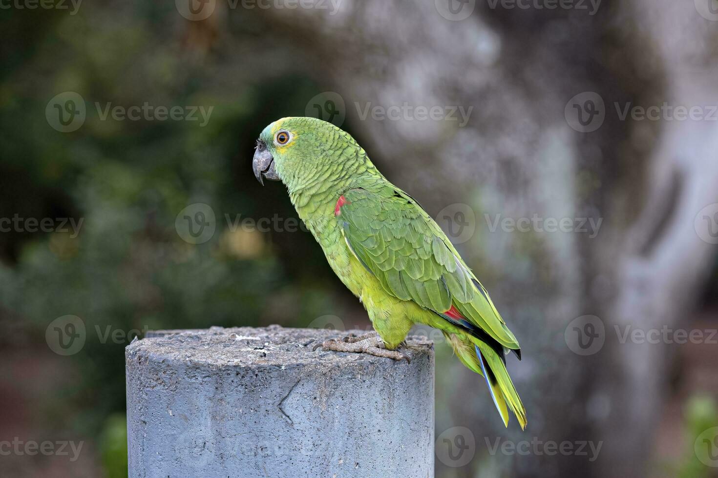 Adult Turquoise fronted Parrot photo