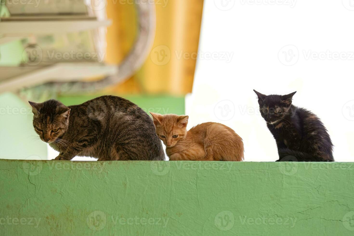 abandoned cat mammal feline animal photo