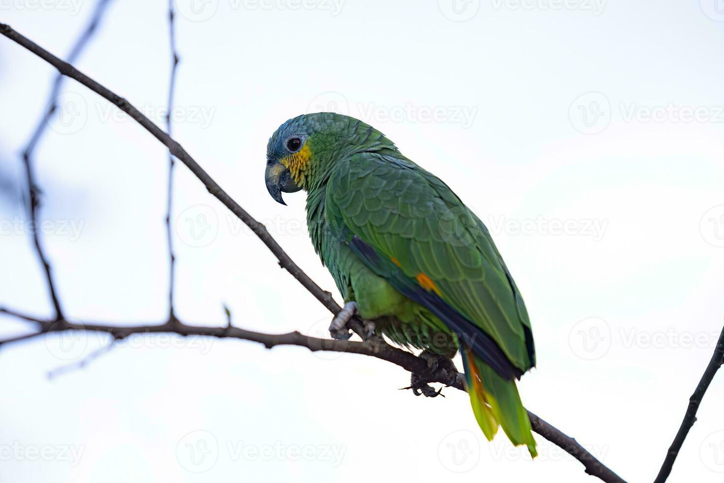 Adult Orange-winged Parrot photo